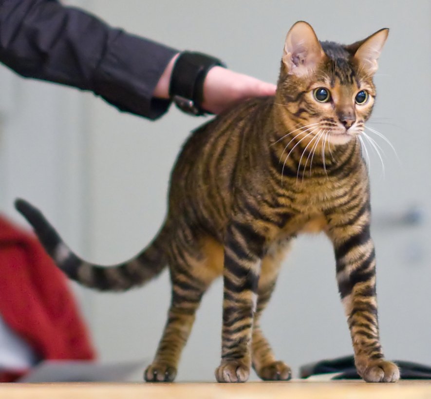 The 12 Most Expensive Cat Breeds When Money Is No Object