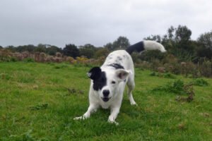 Scientists May Finally Know Why Dogs Wag Their Tails