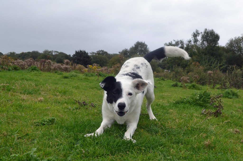 Scientists May Finally Know Why Dogs Wag Their Tails