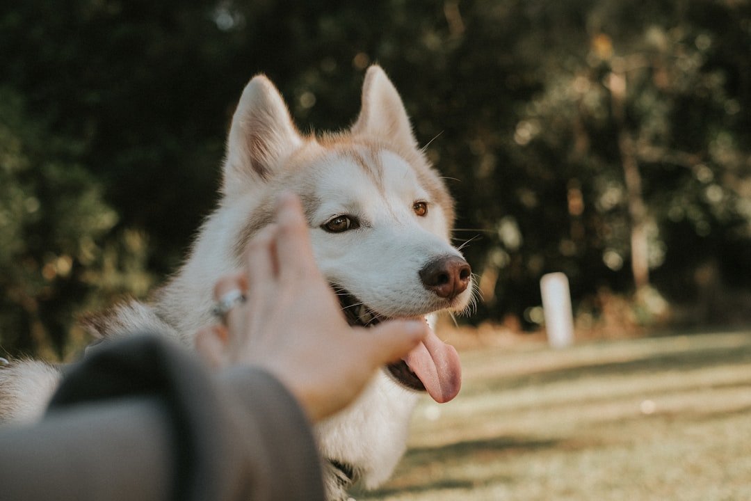 Breed Tendencies and Individual Personalities (image credits: unsplash)