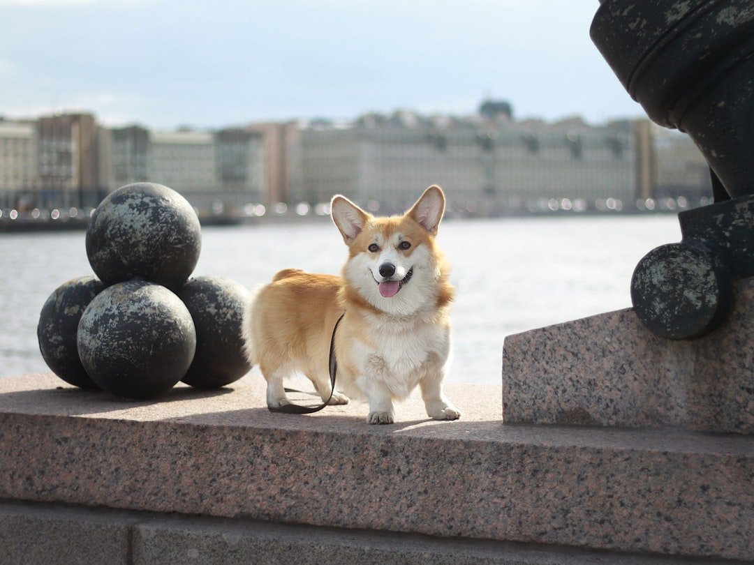 Pembroke Welsh Corgi: The Royal Working Dog (image credits: unsplash)