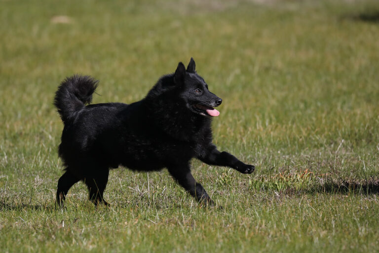 If You Don't Like Small Dogs, These 10 Breeds Will Change Your Mind