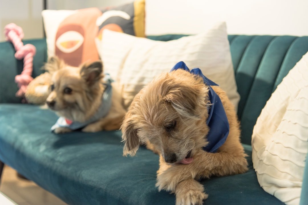 Excessive Licking or Grooming (image credits: unsplash)