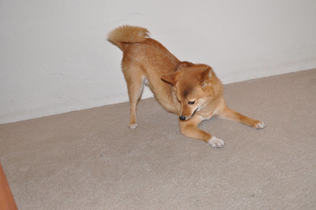 Repetitive or Compulsive Behaviors (image credits: flickr)