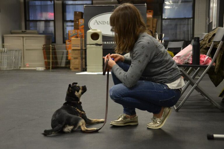 What Owning A Chihuahua Says About You