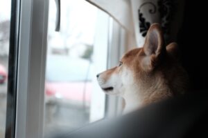 Dogs Who Keep Looking Out the Window Aren’t Necessarily Bored – What They May Actually Be Paying Attention To