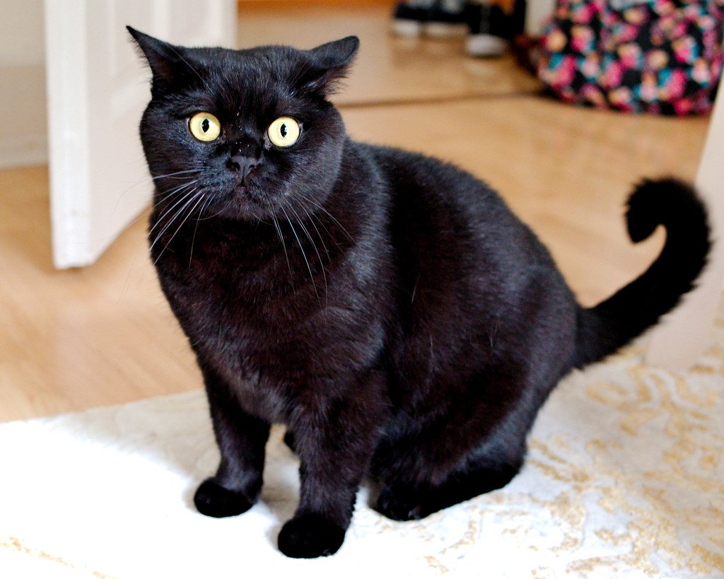 Increased Startle Response (image credits: flickr)