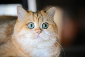 10 Signs Your Cat Has High Functioning Anxiety