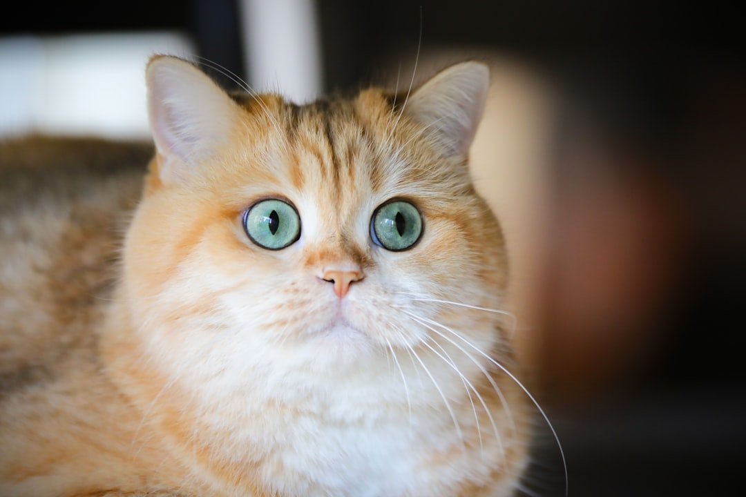 10 Signs Your Cat Has High Functioning Anxiety