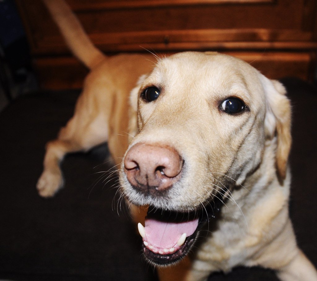 Labrador Retriever: The Gold Standard of Happiness (image credits: flickr)