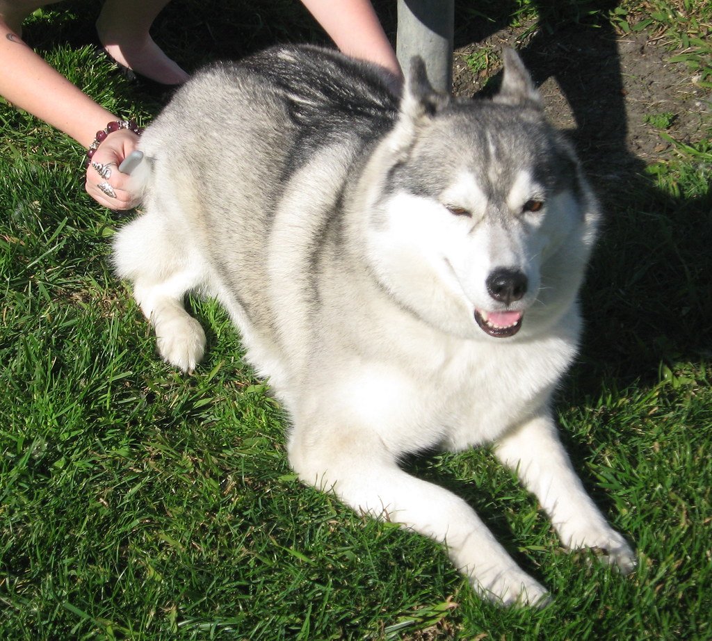 Their Grooming Requirements Are Intense (image credits: flickr)