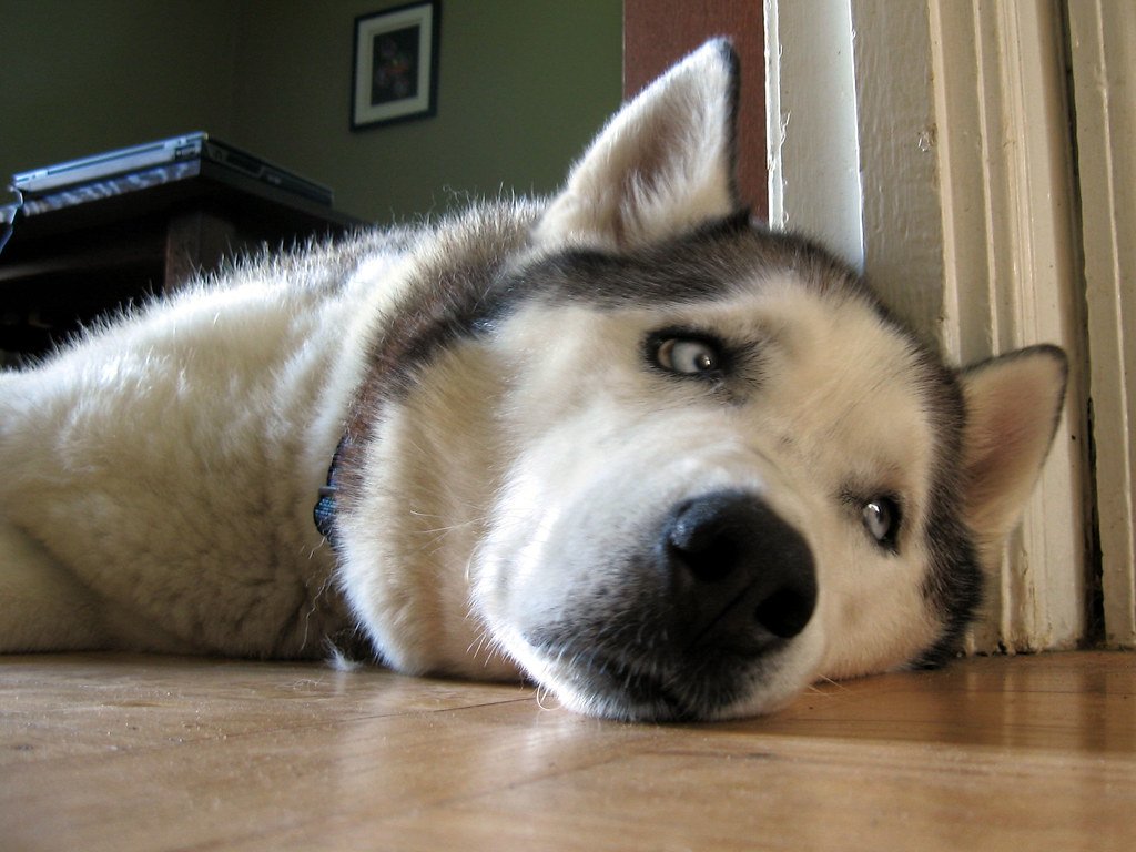 Their Lifespan and Health Considerations (image credits: flickr)