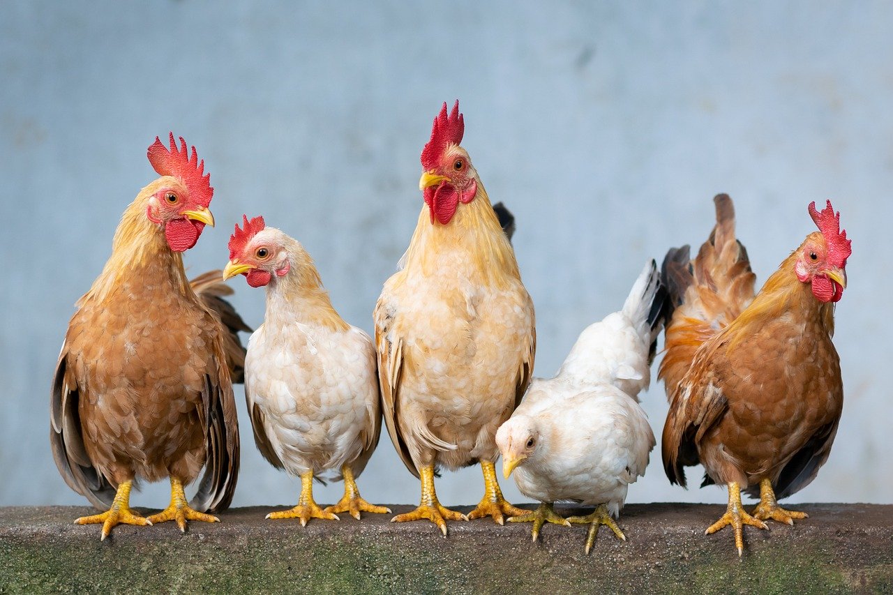 Protect Small Livestock and Poultry (image credits: pixabay)