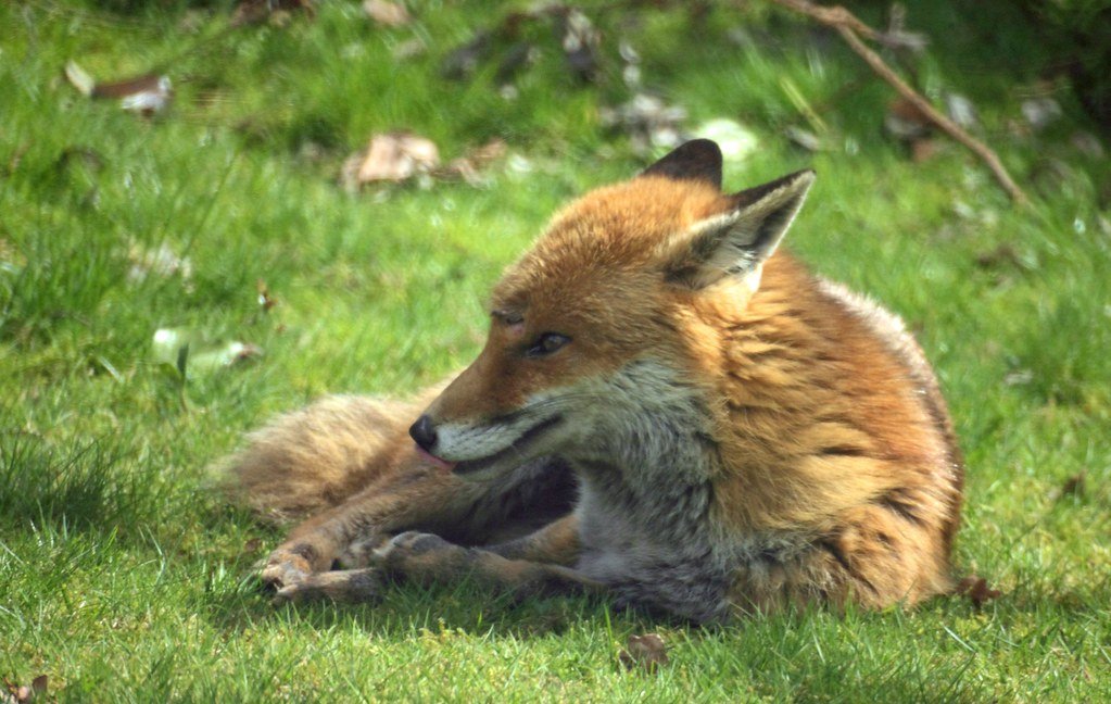 Never Feed the Fox (image credits: flickr)
