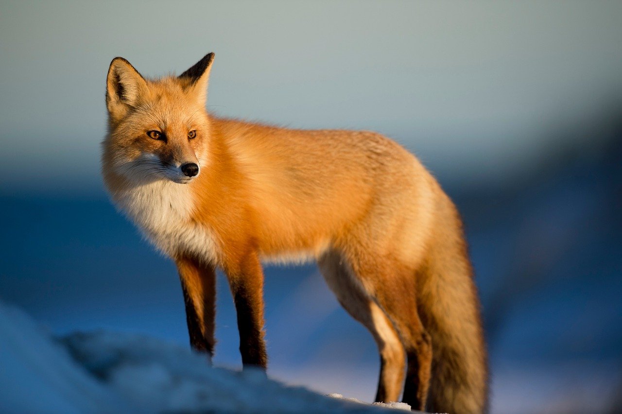 Here's What To Do If You See A Fox In Your Yard