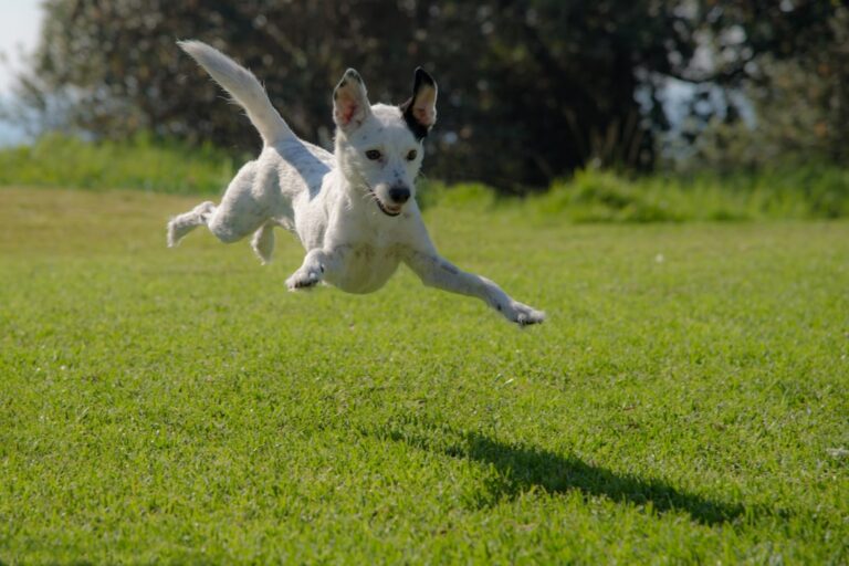10 Gestures Dogs Make that Say They Love You Unconditionally