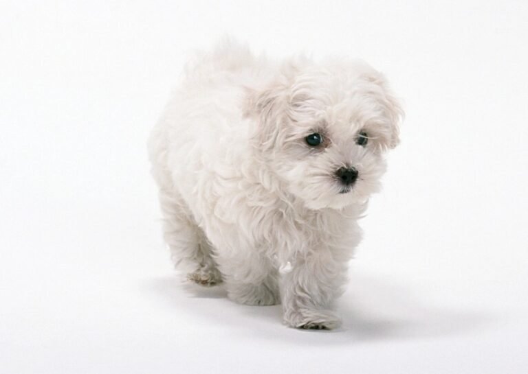 Bichon Frise - Pretty but Problematic