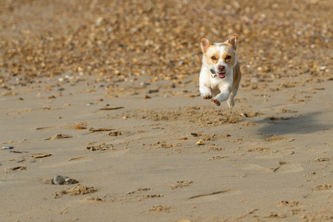 Jack Russell Terrier Chaos (image credits: unsplash)