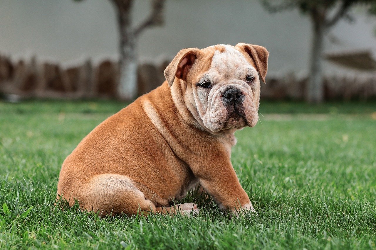 Bulldog Stubbornness (image credits: pixabay)