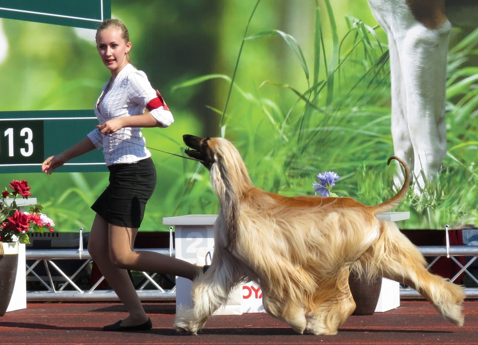 Afghan Hound Aloofness (image credits: wikimedia)