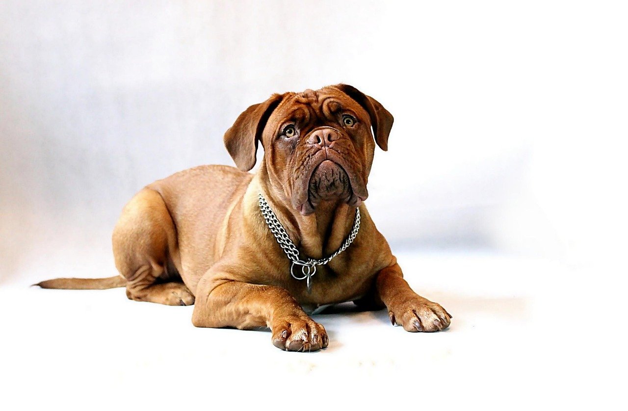 Mastiff Maturity Issues (image credits: pixabay)