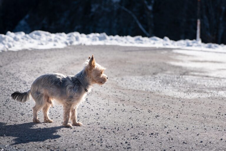 High Stress Dogs That Cannot Be Left Alone