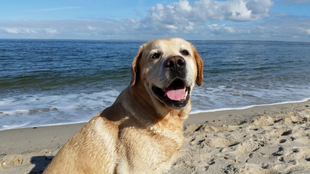 Labrador Retriever - The Ultimate Beach Buddy