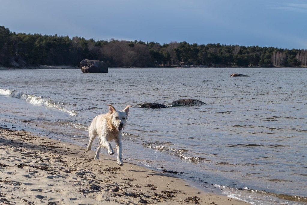 Golden Retriever - Sunshine Wrapped in Fur (image credits: flickr)