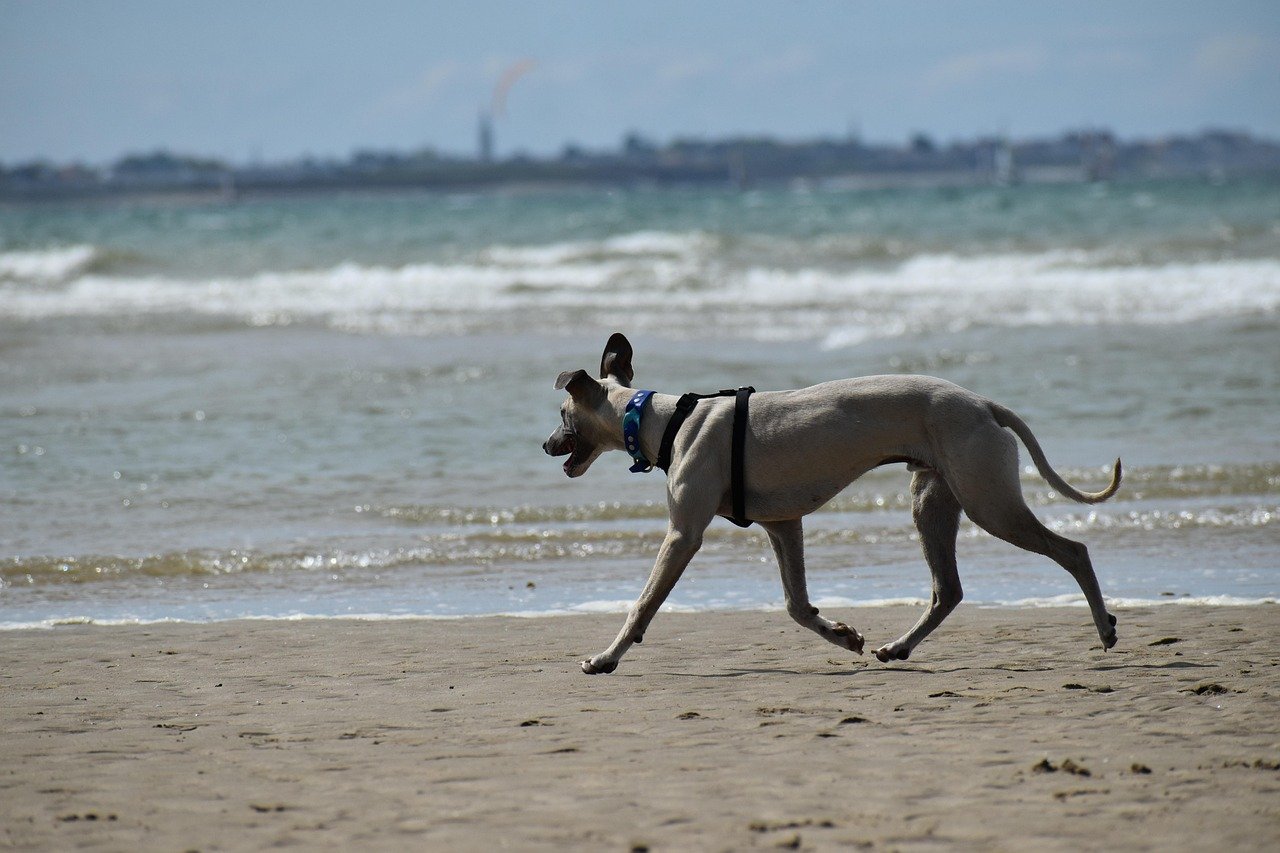Whippet - The Coastal Couch Potato (image credits: pixabay)