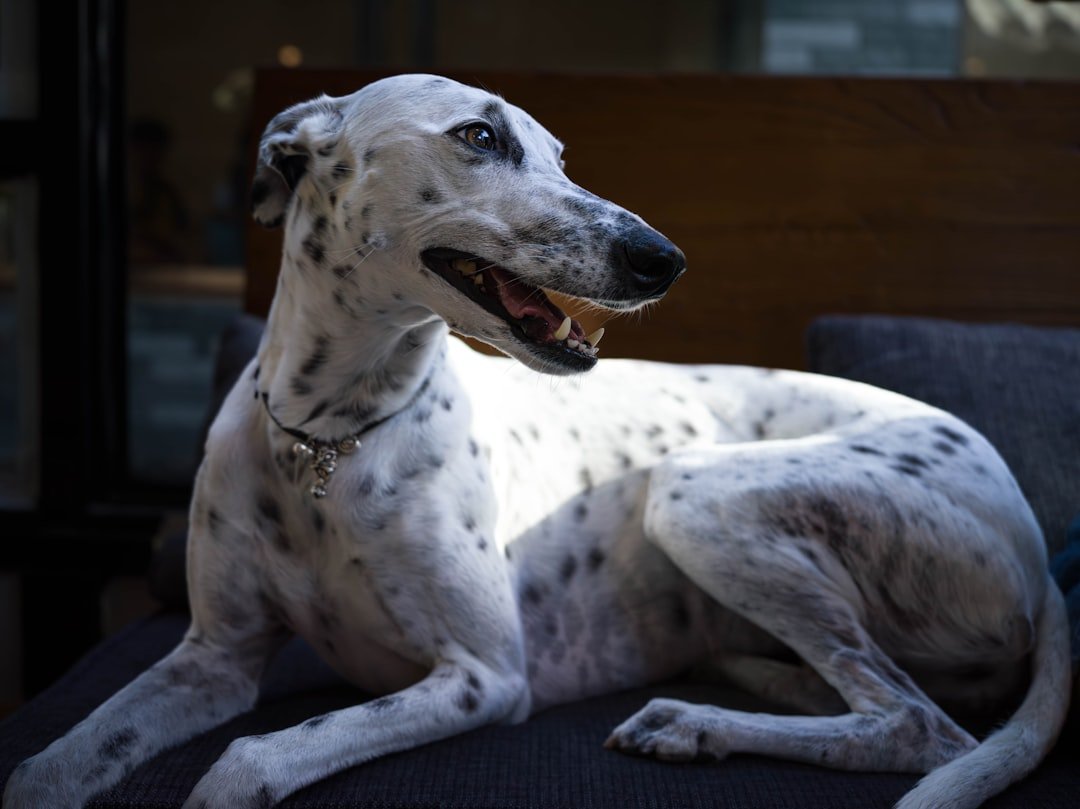 Greyhound - The Graceful Giant (image credits: unsplash)