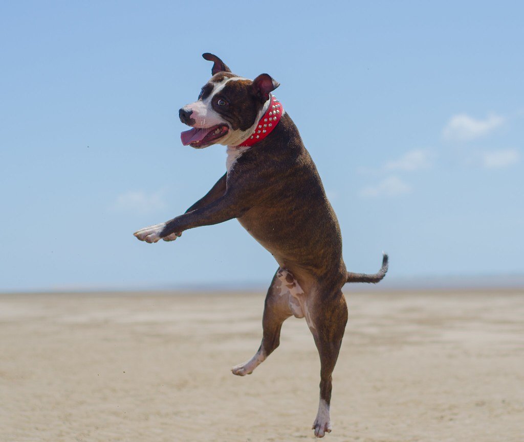 The Perfect Match for Your Coastal Dream (image credits: flickr)