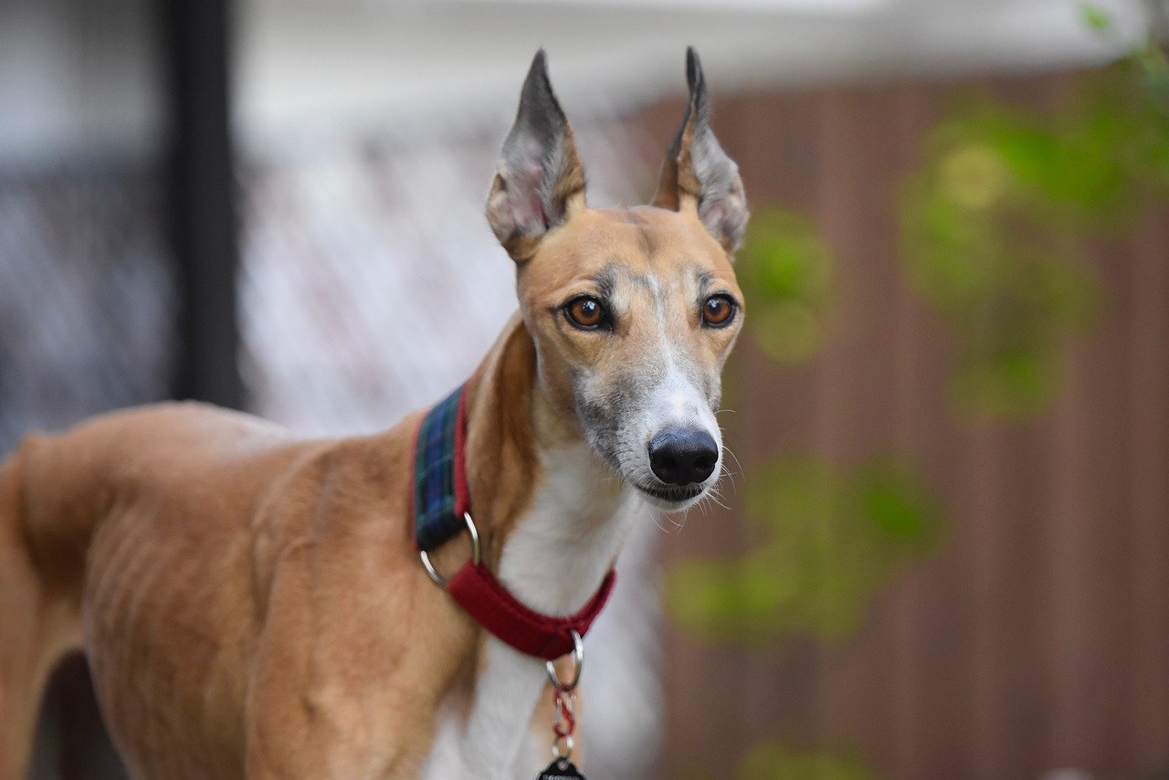 The Gentle Giant Alternative: Greyhounds (image credits: pixabay)