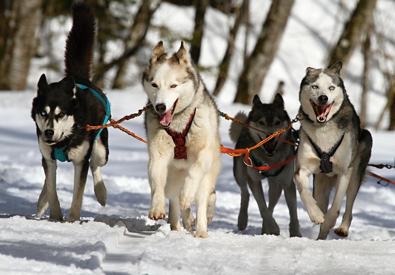 Built for the Brutal: Alaska's Perfect Canine Athletes (image credits: pixabay)