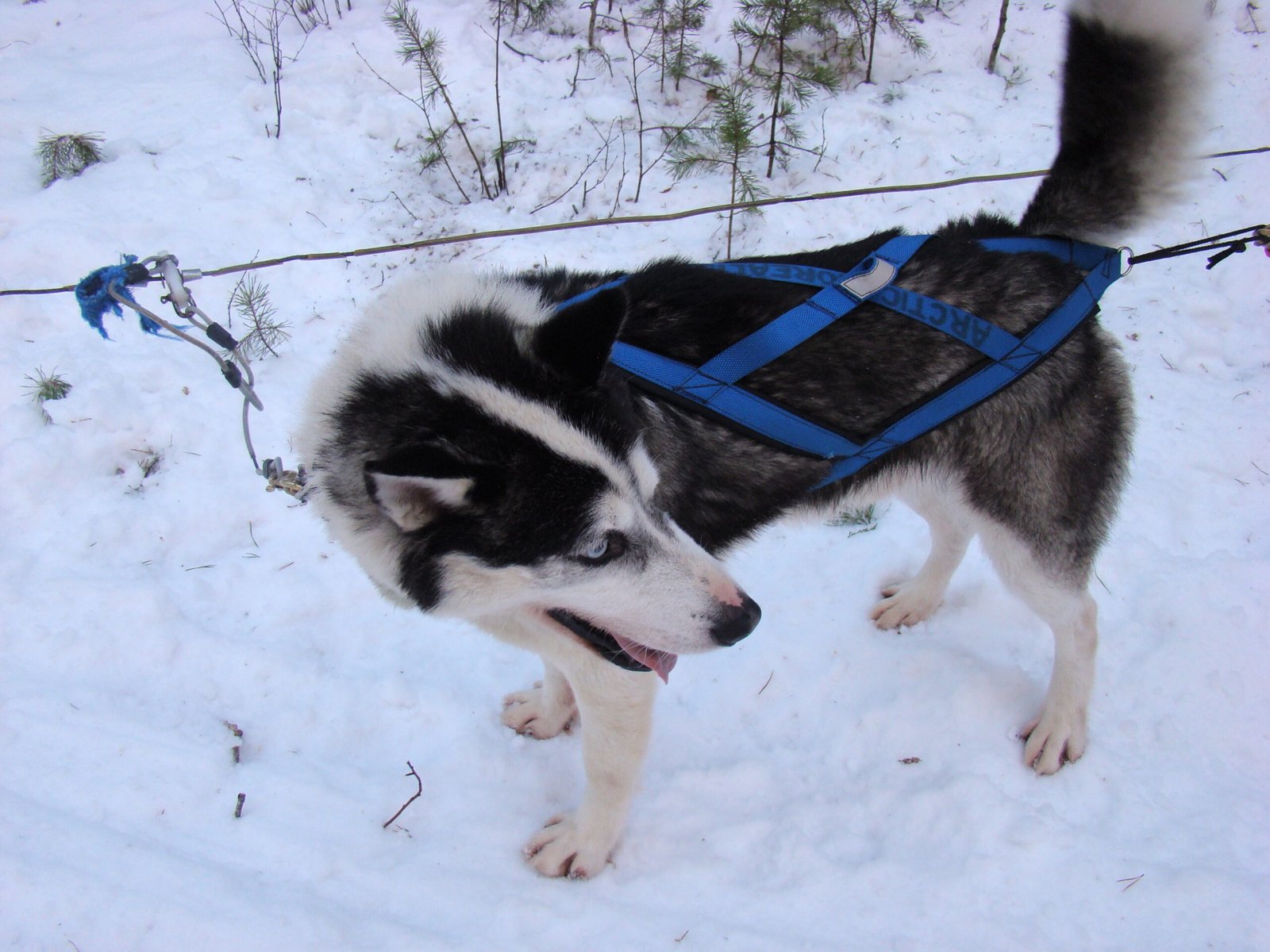 The Modern Alaskan Husky: Performance Over Pretty (image credits: wikimedia)