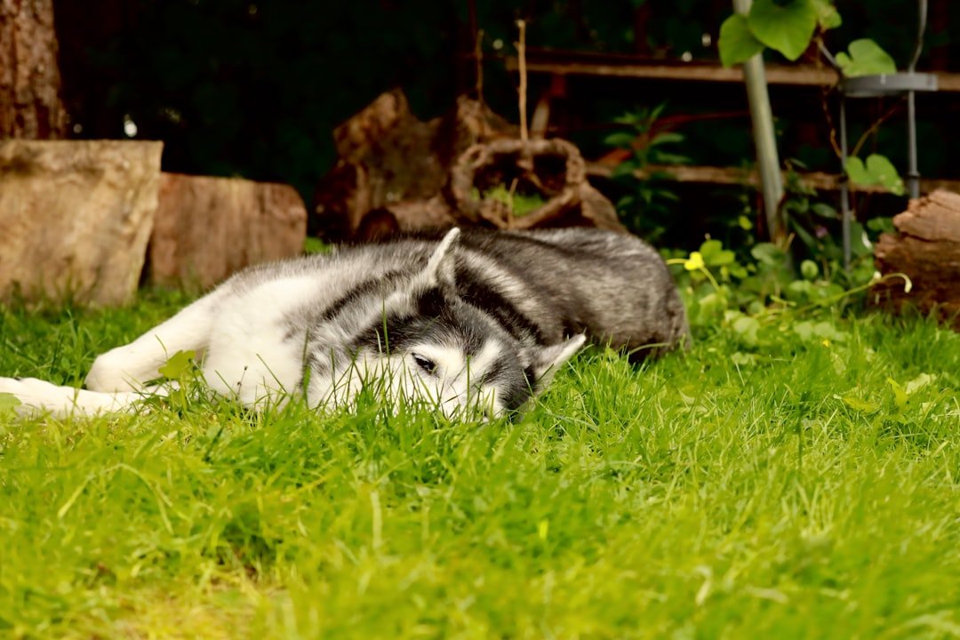 Winter Warriors Face Summer Struggles (image credits: unsplash)