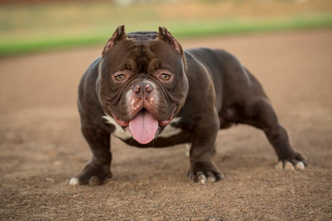 The Deceptive Danger for Active Breeds Like Boxers and Bulldogs (image credits: unsplash)