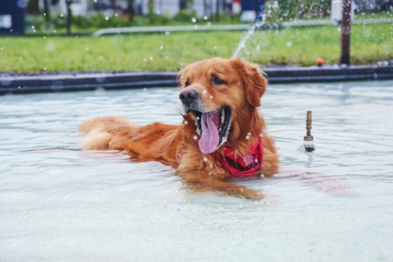 Dog Breeds That Don't Fare Well in Hot Southern States Like Louisiana and Mississippi