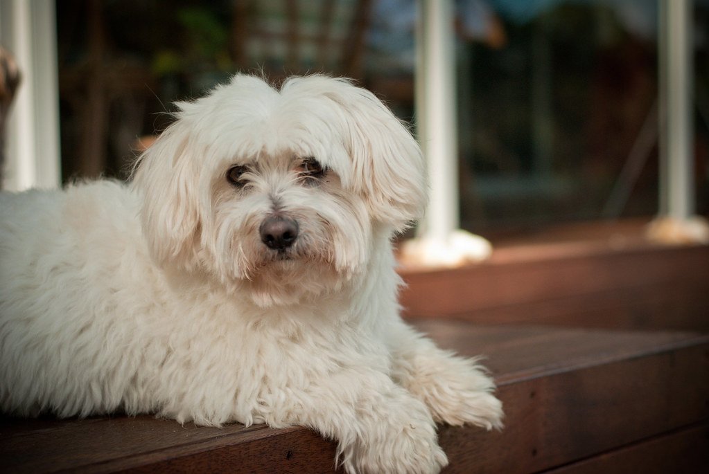 Creating the Perfect Life for Your Fluffy Companion (image credits: flickr)