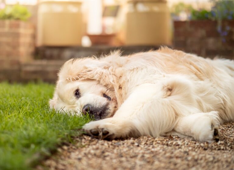 10 Fluffy Dog Breeds That Feel Like Hugging a Cloud