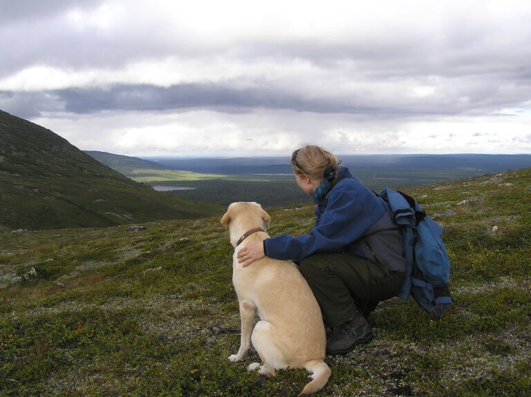 The Labrador Retriever: Your Four-Legged Shadow