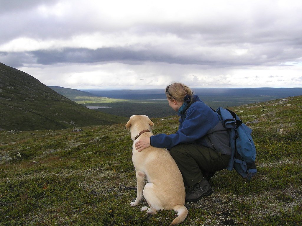 The Labrador Retriever: Your Four-Legged Shadow (image credits: flickr)