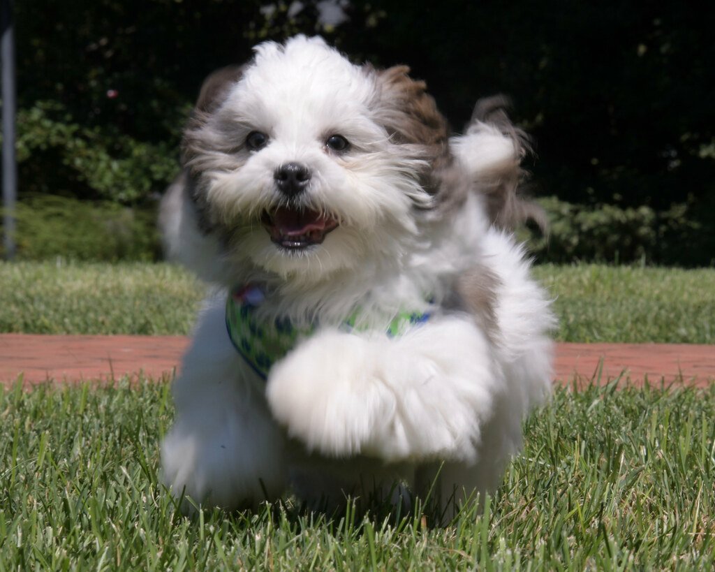 Your Morning Greeting Ritual (image credits: flickr)