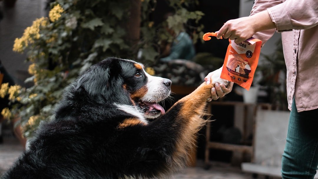 Sharing Special Treats and Snacks (image credits: unsplash)
