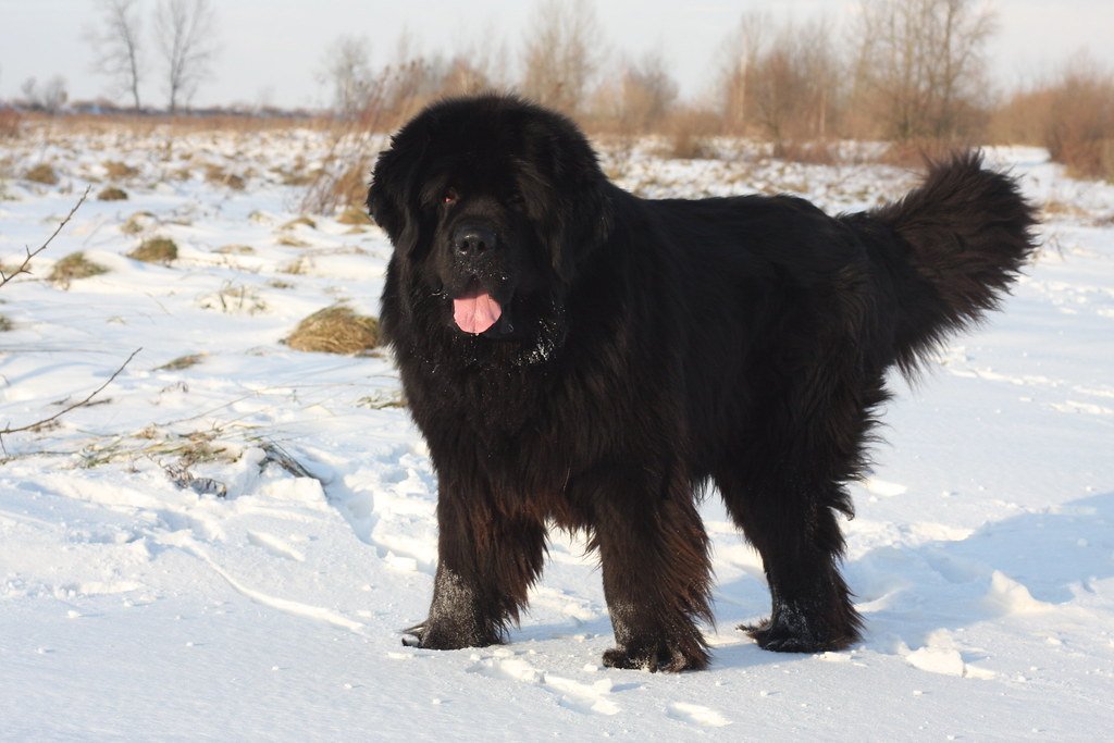 Newfoundland: The Gentle Guardian (image credits: flickr)