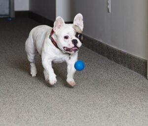 10 Dog Breeds That Can Keep You Company for Hours Without a Word