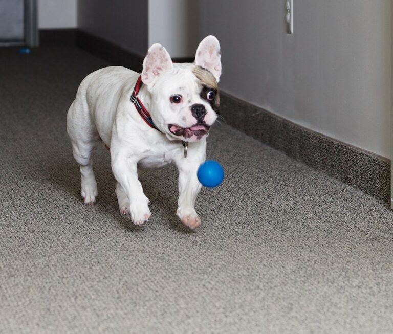 10 Dog Breeds That Can Keep You Company for Hours Without a Word