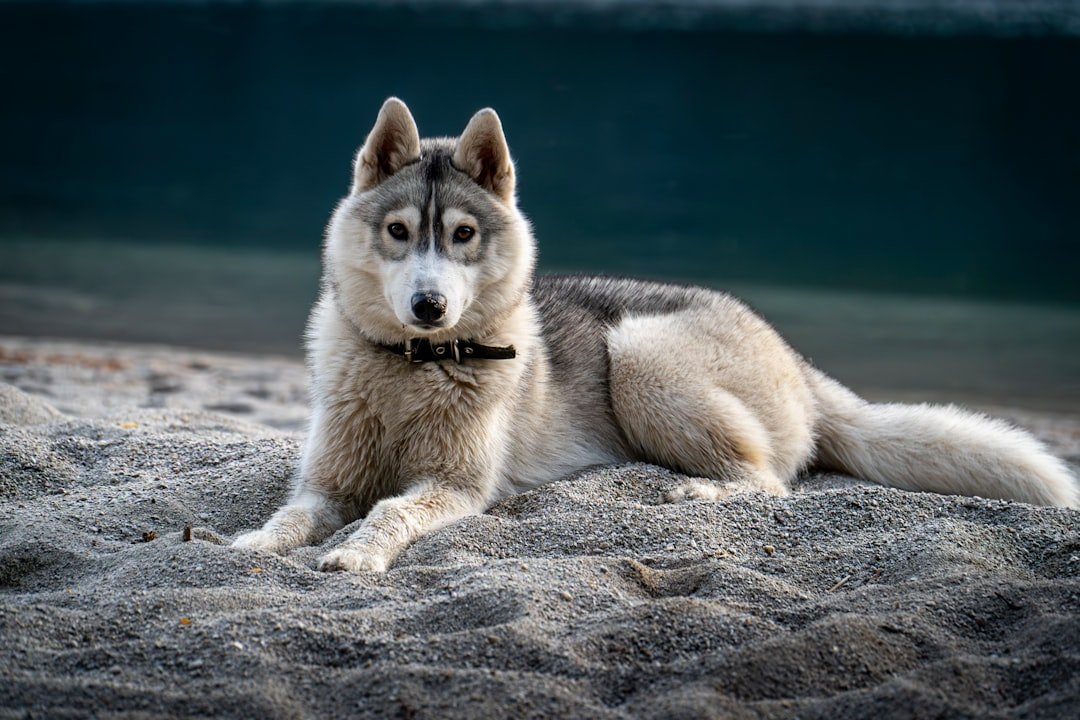 The Siberian Husky - The Arctic Fur Blizzard (image credits: unsplash)