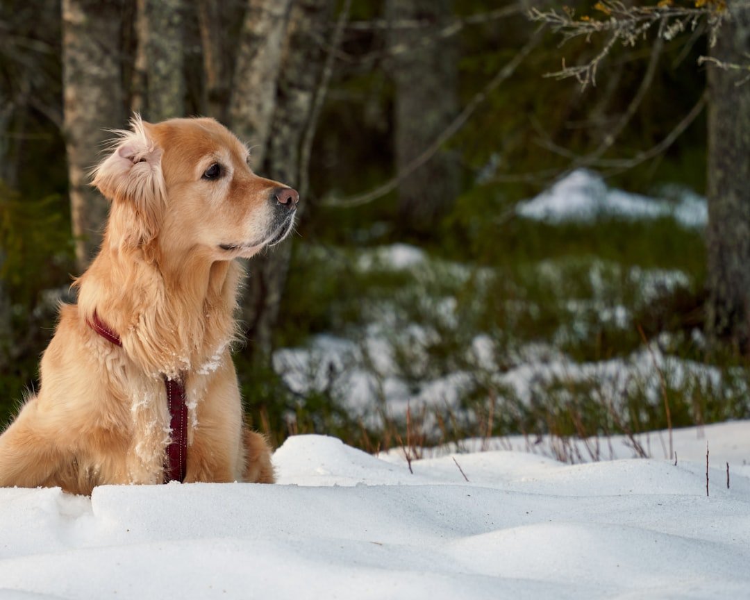 The Golden Retriever - The Flowing Mane Shedding Machine (image credits: unsplash)