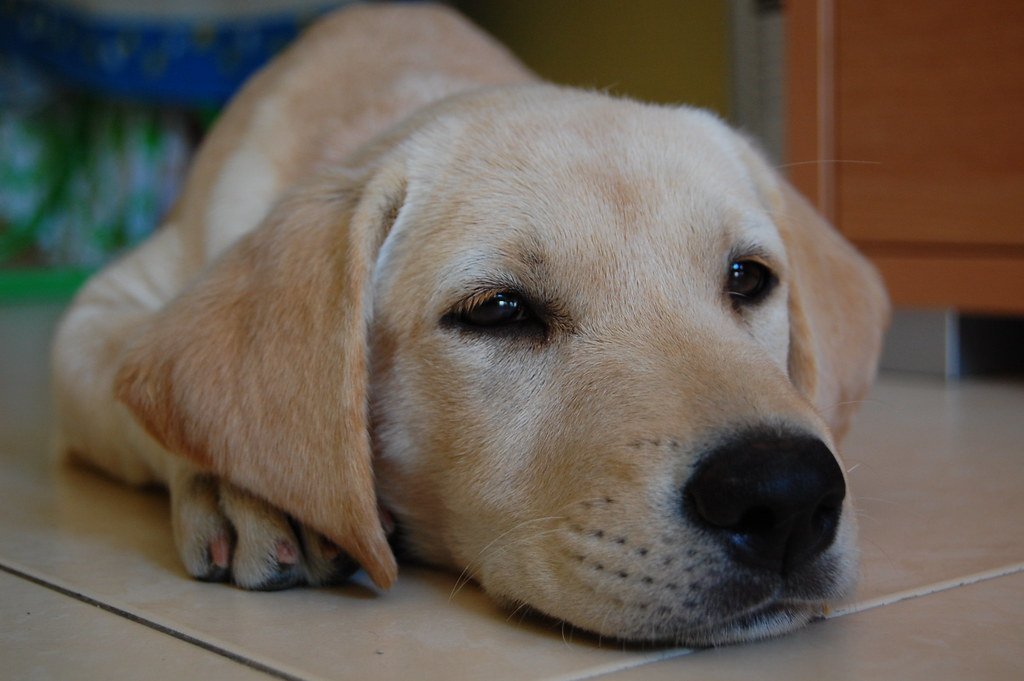 10 Dogs That Take Separation Anxiety to the Extreme