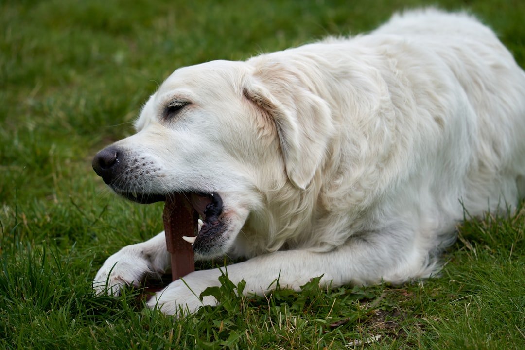 Labrador Retriever: The Golden Standard of Chewing Champions (image credits: unsplash)